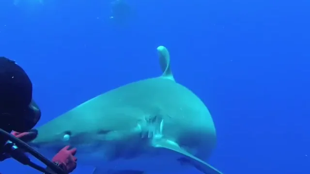 Un buceador se juega la vida para quitar un anzuelo la de la boca de un tiburón Un buceador se juega la vida para quitar un anzuelo la de la boca de un tiburón