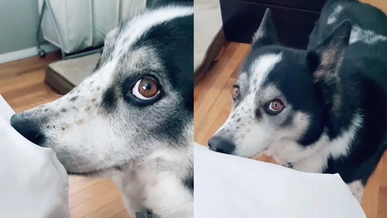 Perro mordisqueando la cama
