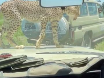Un guepardo intenta entrar en un vehículo lleno de turistas en un safari