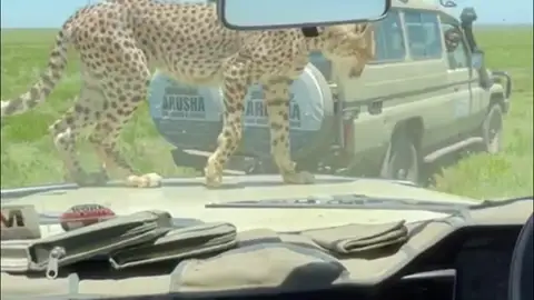 Un guepardo intenta entrar en un vehículo lleno de turistas en un safari Un guepardo intenta entrar en un vehículo lleno de turistas en un safari