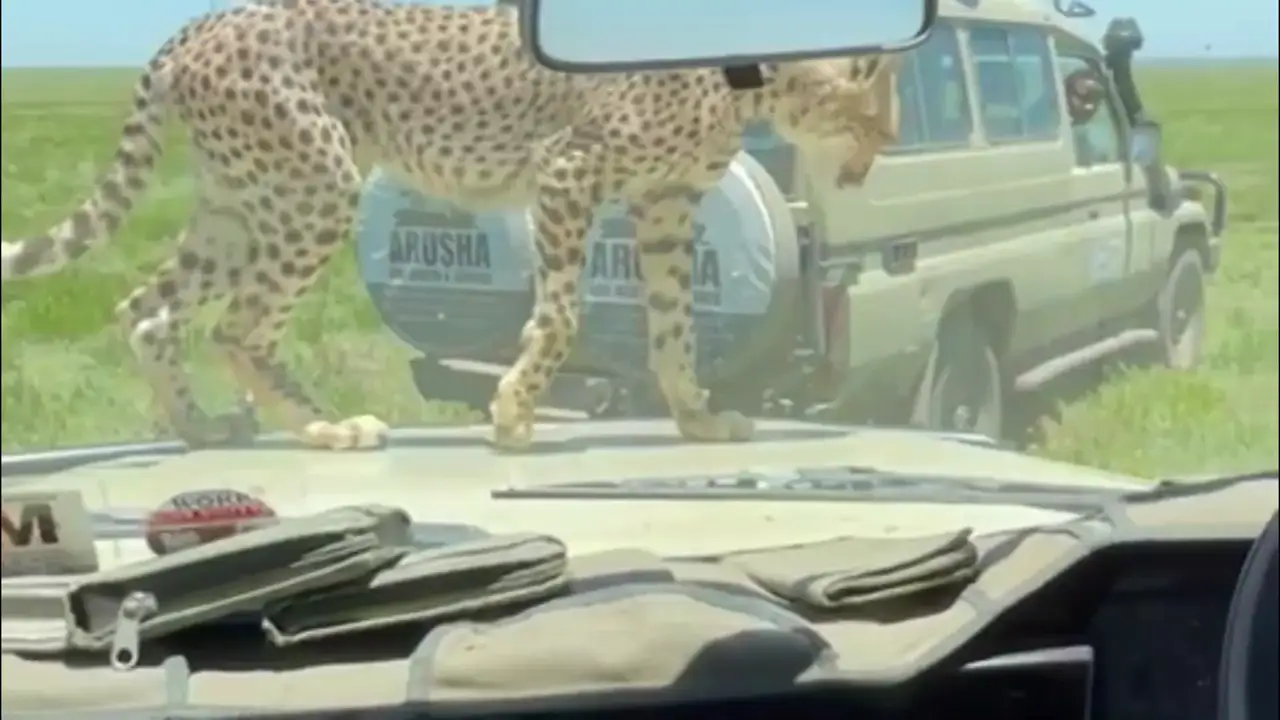 Un guepardo intenta entrar en un vehículo lleno de turistas en un safari