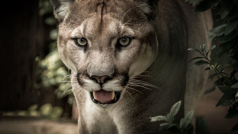 Así se salvó un turista que fue perseguido por un puma durante 5 minutos en un sendero solitario