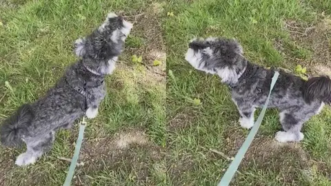 Perro ahuyando como una ambulancia Perro ahuyando como una ambulancia