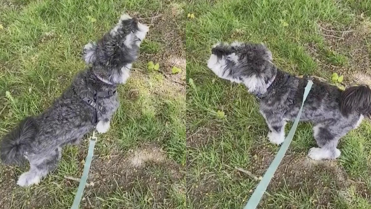 Perro ahuyando como una ambulancia Perro ahuyando como una ambulancia