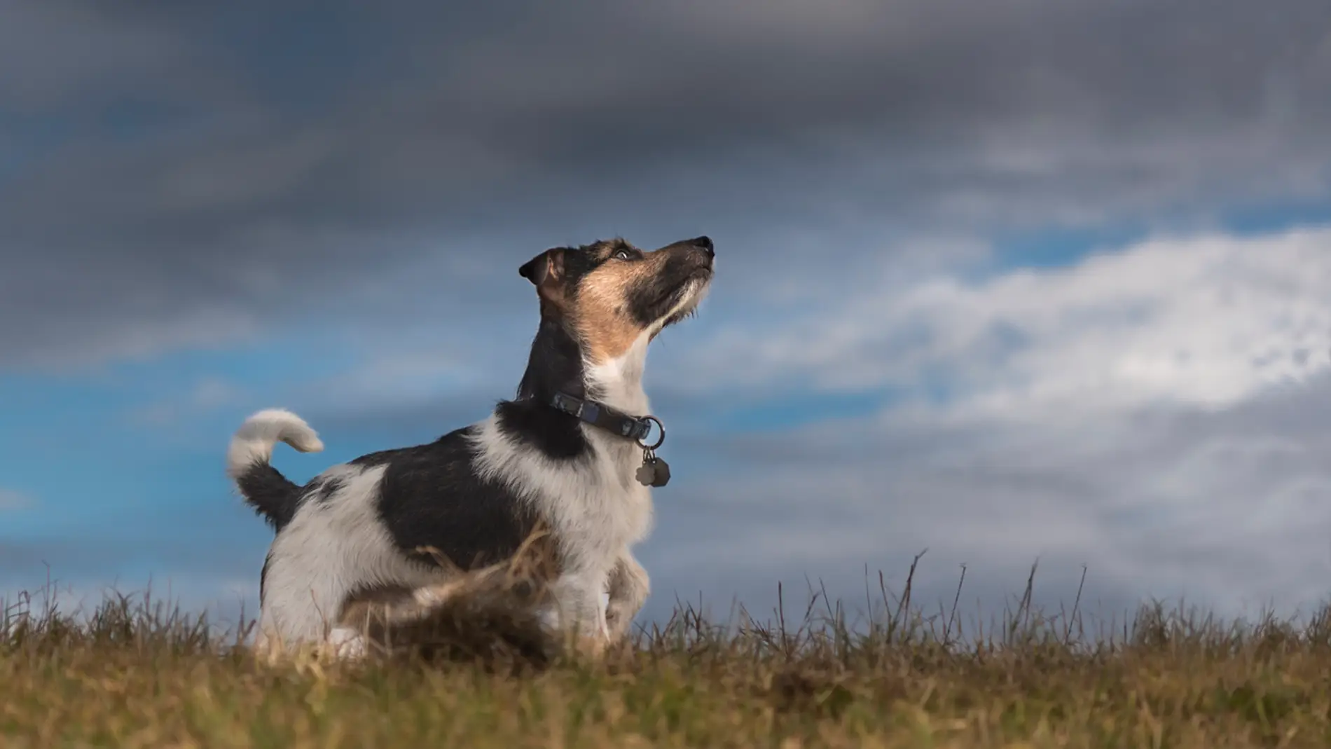 ¿Son peligrosas las tormentas para los perros?