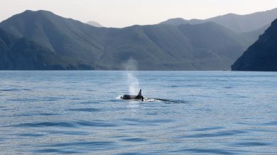 Graba el impactante momento en que una orca salta por encima de un delfín intentando cazarlo