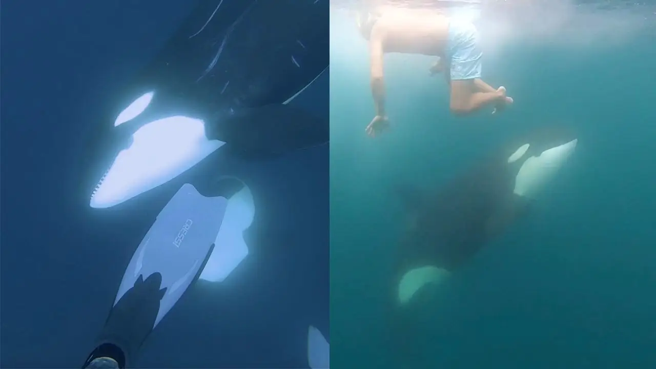 Nadando entre orcas
