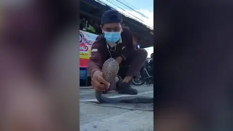 VÍDEO: Un encantador de serpientes muestra cómo atrapar una cobra con las manos desnudas VÍDEO: Un encantador de serpientes muestra cómo atrapar una cobra con las manos desnudas