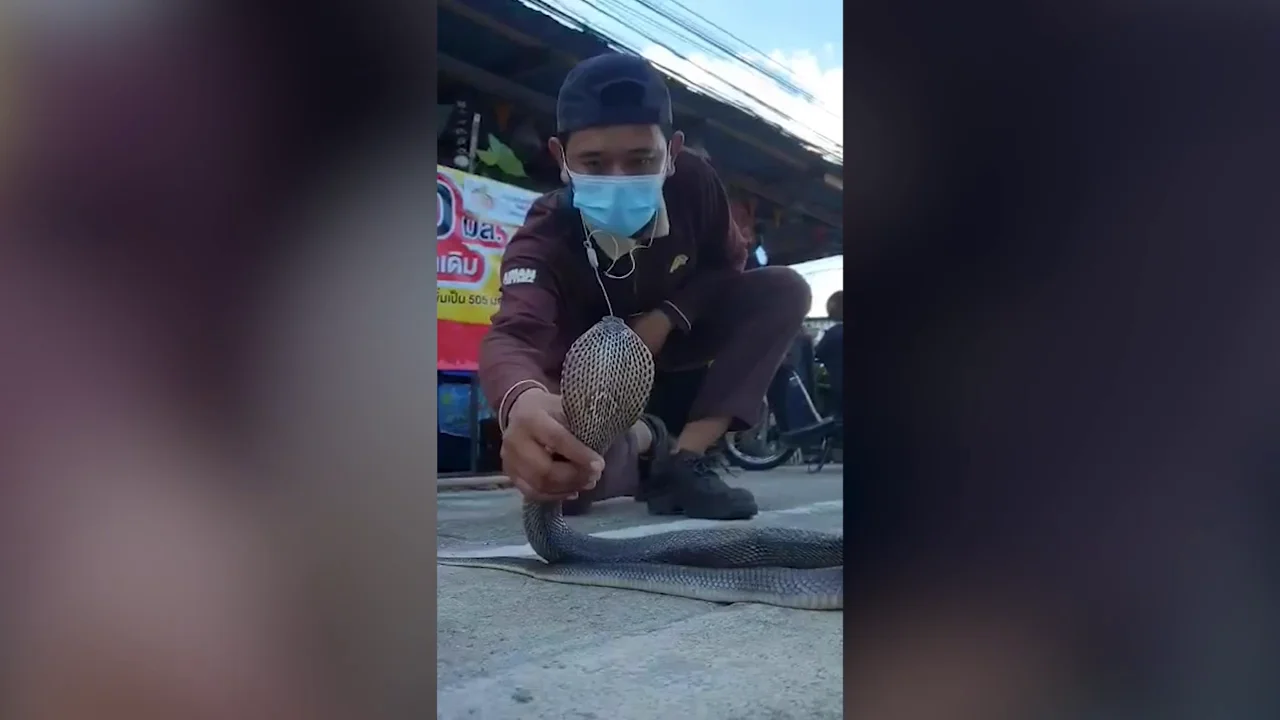 V&Iacute;DEO: Un encantador de serpientes muestra c&oacute;mo atrapar una cobra con las manos desnudas