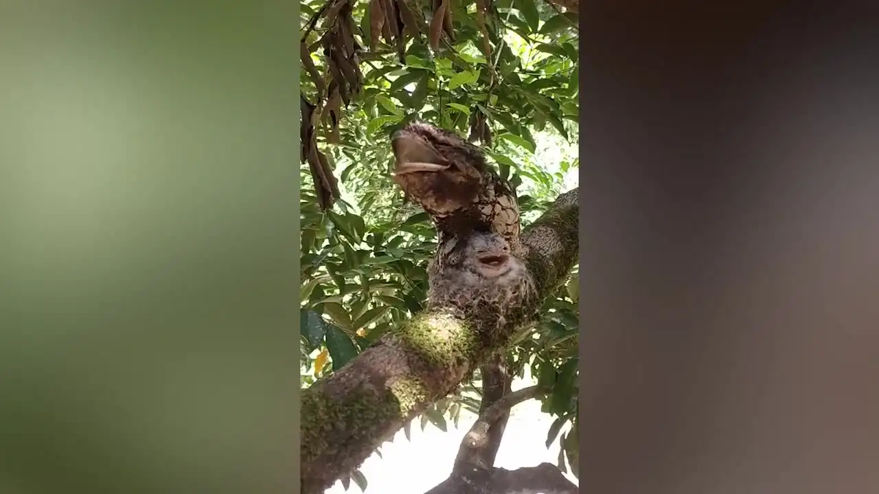 Pajaro escondido en un árbol