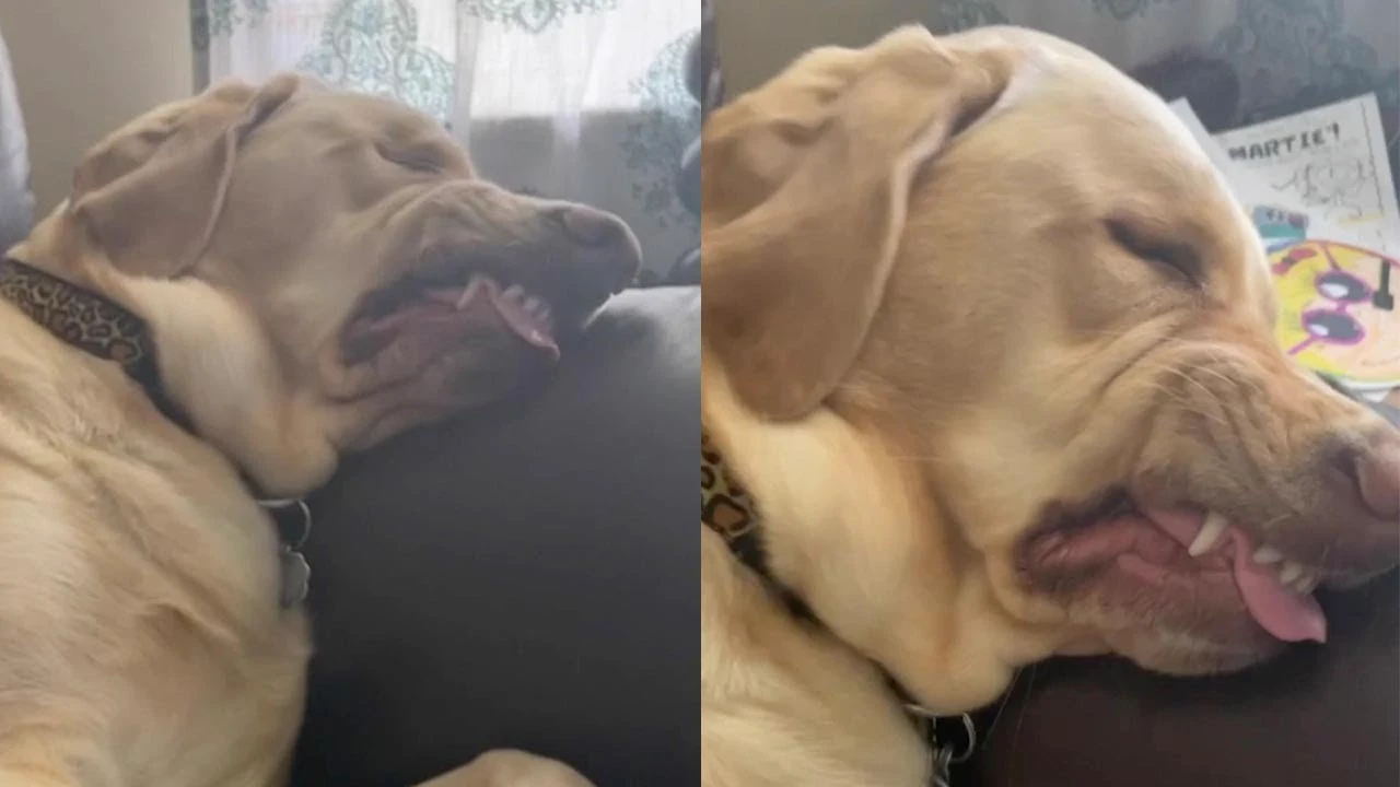 Perro durmiendo