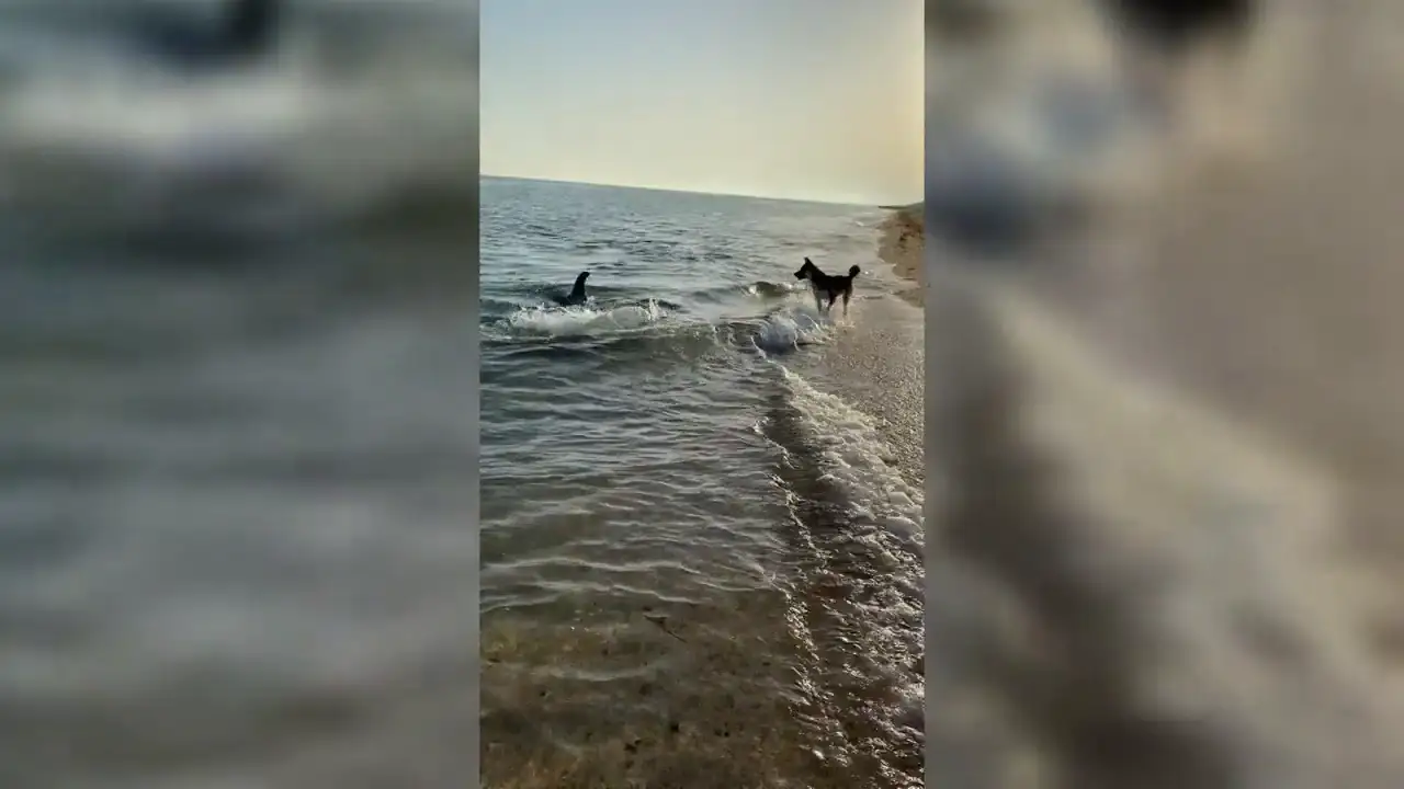 Un delfín nada hasta la orilla y juega con un perro en la playa