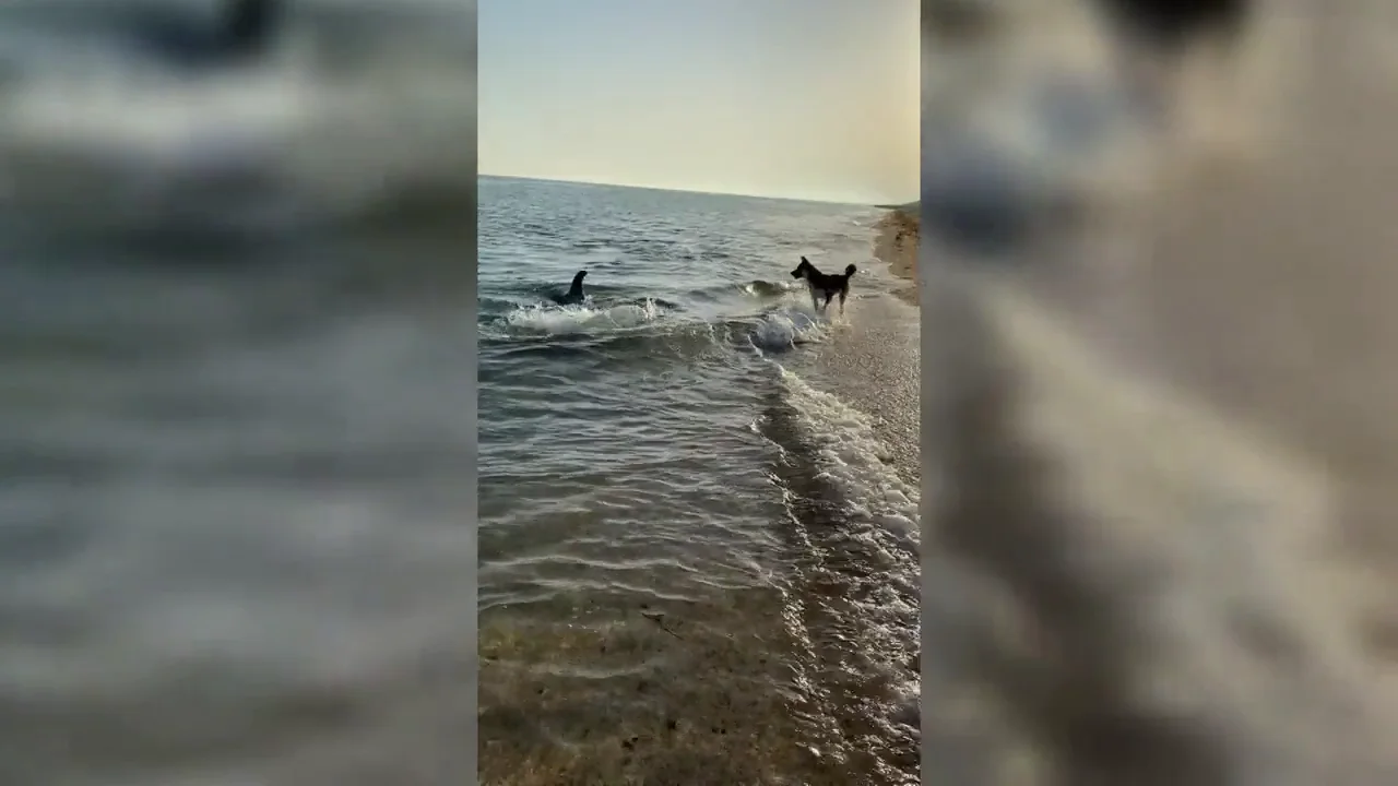Un delf&iacute;n nada hasta la orilla y juega con un perro en la playa