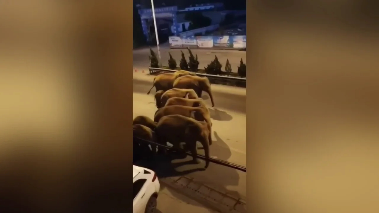 Una manada de elefantes asiáticos vistos deambulando por una ciudad en China Una manada de elefantes asiáticos vistos deambulando por una ciudad en China