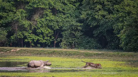 Un rinoceronte ahuyenta a un tigre Un rinoceronte ahuyenta a un tigre