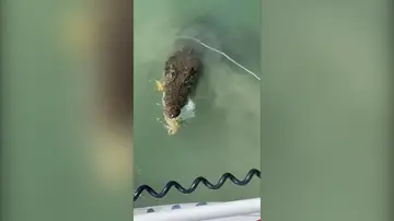 Un cocodrilo intenta devorar una trampa para cangrejos