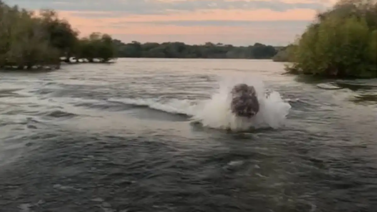Hipopótamo cargando contra una lancha