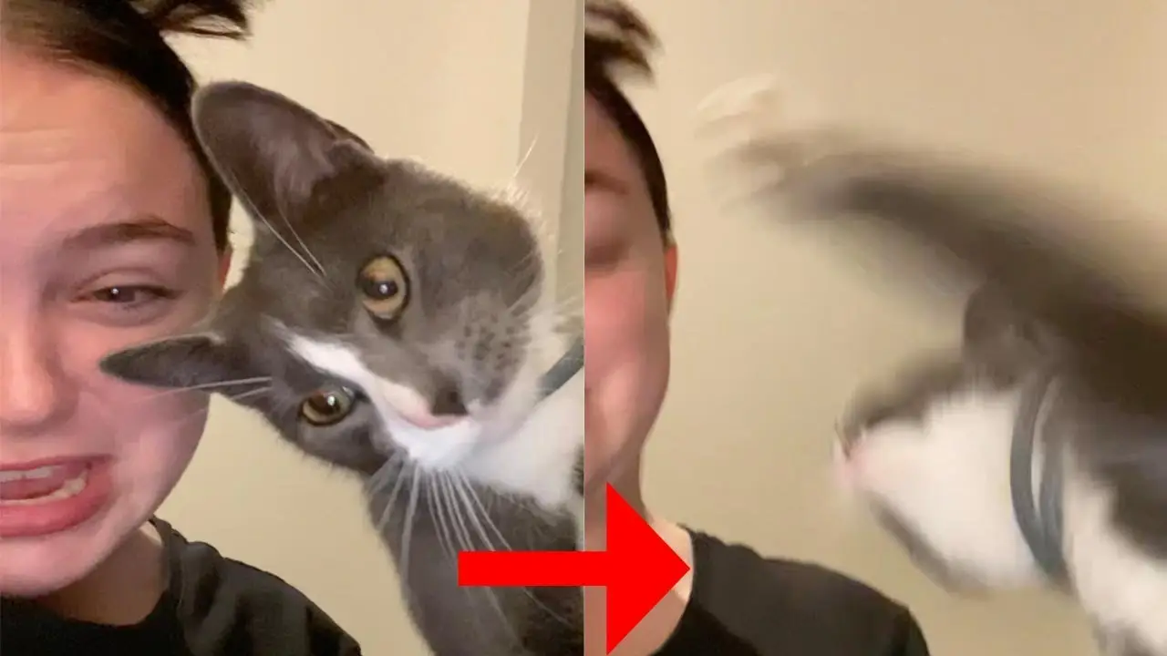 Gato ataca a su dueña