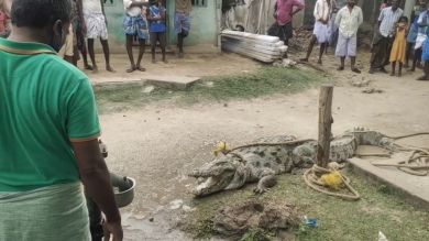 Abre la puerta de casa y se lleva un tremendo susto al encontrarse con un cocodrilo de tres metros