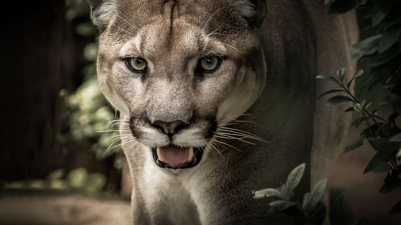 Un puma entra en una casa y acaba inconsciente en el fregadero