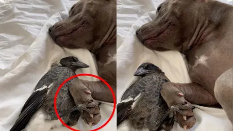 Una perra y una urraca Una perra y una urraca