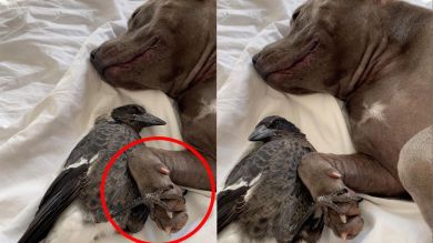 Una perra y una urraca se cogen la mano mientras se dan mimos acurrucados