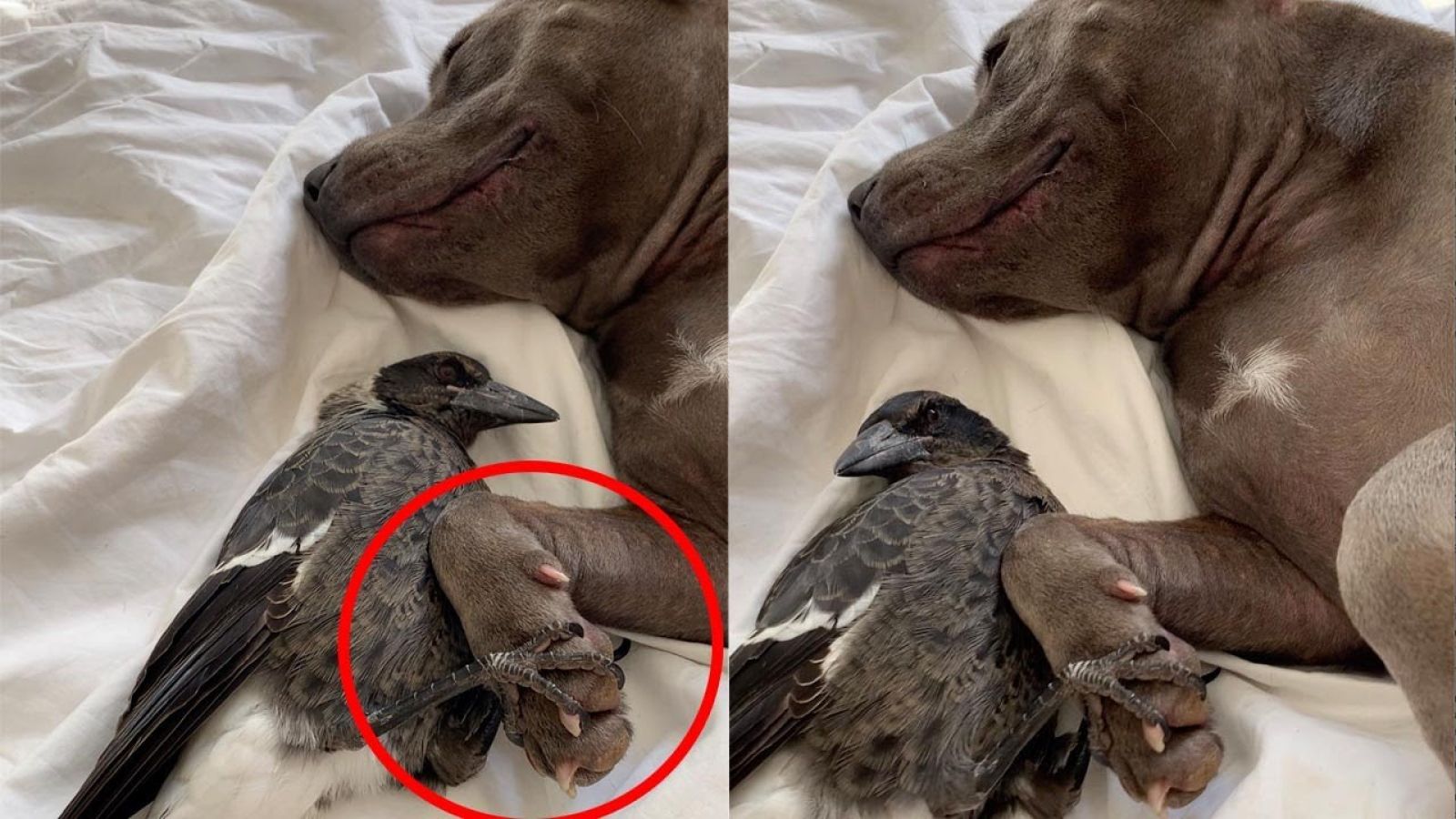 Una perra y una urraca se cogen la mano mientras se dan mimos acurrucados