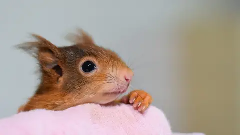 Ardilla Ardilla