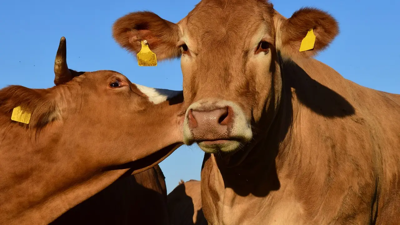 Vacas besándose