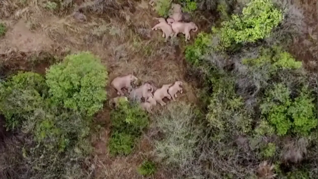 Una manada de elefantes duerme la siesta tras 500 kilómetros caminando