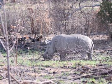 Consiguen grabar en vídeo a un rinoceronte blanco y a su cría en Sudáfrica