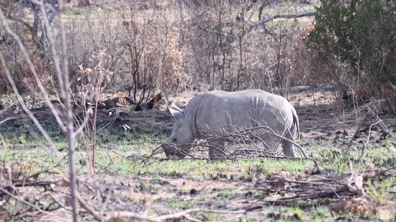 Consiguen grabar en vídeo a un rinoceronte blanco y a su cría en Sudáfrica