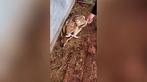 Nace un ciervo con una pierna extra en la cabeza