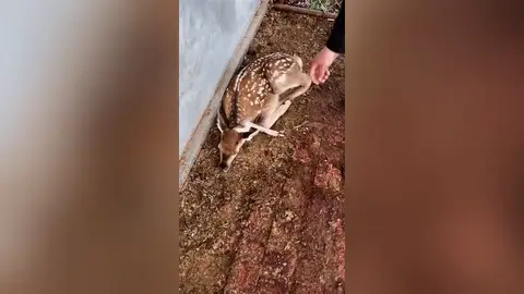 Nace un ciervo con una pierna extra en la cabeza Nace un ciervo con una pierna extra en la cabeza