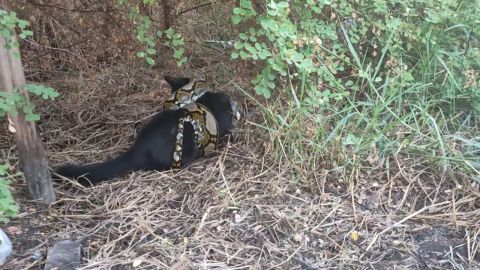 Rescatan a su gato que estaba a punto de morir estrangulado por una pitón y consiguen salvarle la vida