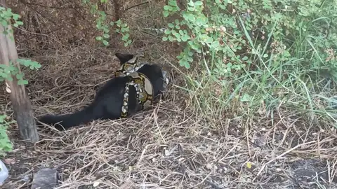 Rescatan a su gato que estaba a punto de morir estrangulado por una pitón y consiguen salvarle la vida Rescatan a su gato que estaba a punto de morir estrangulado por una pitón y consiguen salvarle la vida