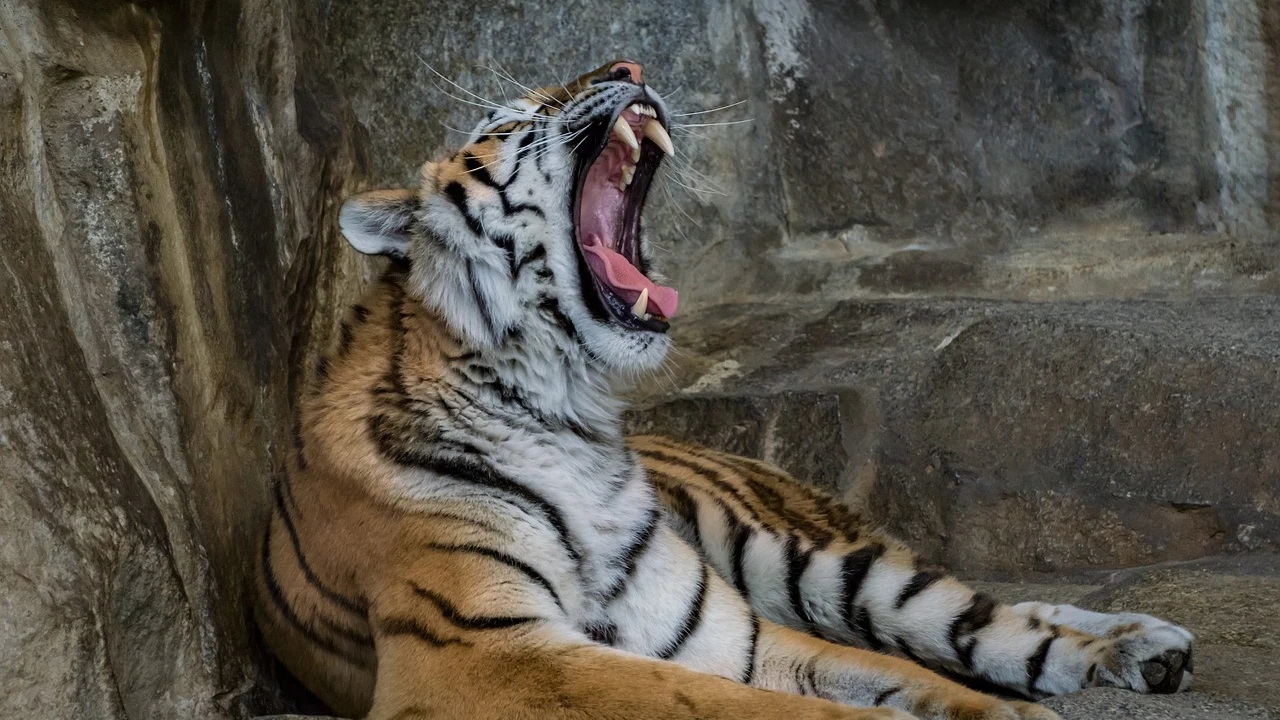 Tigre