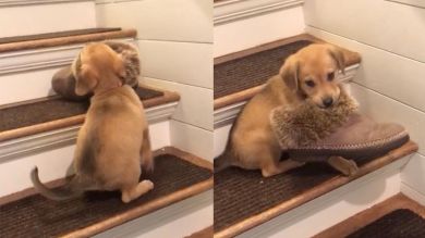 VÍDEO: Pillan a un cachorro robando un zapato de su dueña