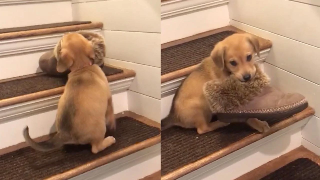 Cachorro intenta robar un zapato
