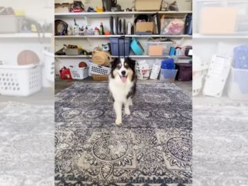 El perro tiktoker