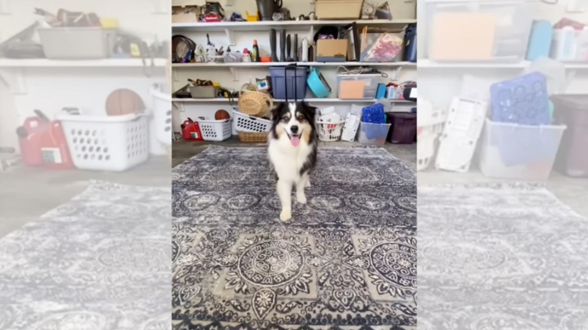 El perro tiktoker