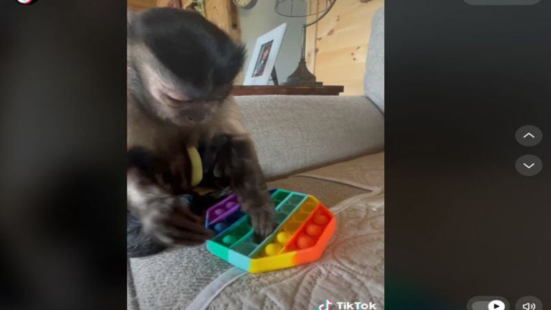 Una mona arrasa en TikTok usando un juguete anti estrés de explotar burbujas