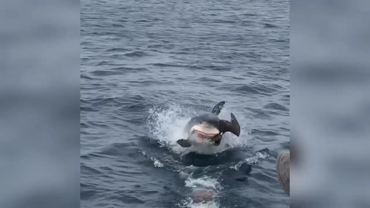 El increíble momento en el que una gran tiburón blanco devora un a un pájaro desprevenido