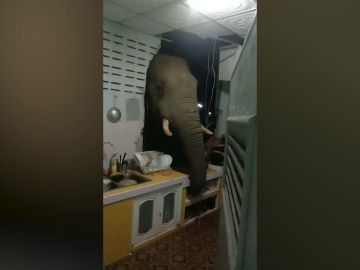 VÍDEO: Un elefante salvaje hambriento rompe la pared de un cocina con su cabeza para robar arroz