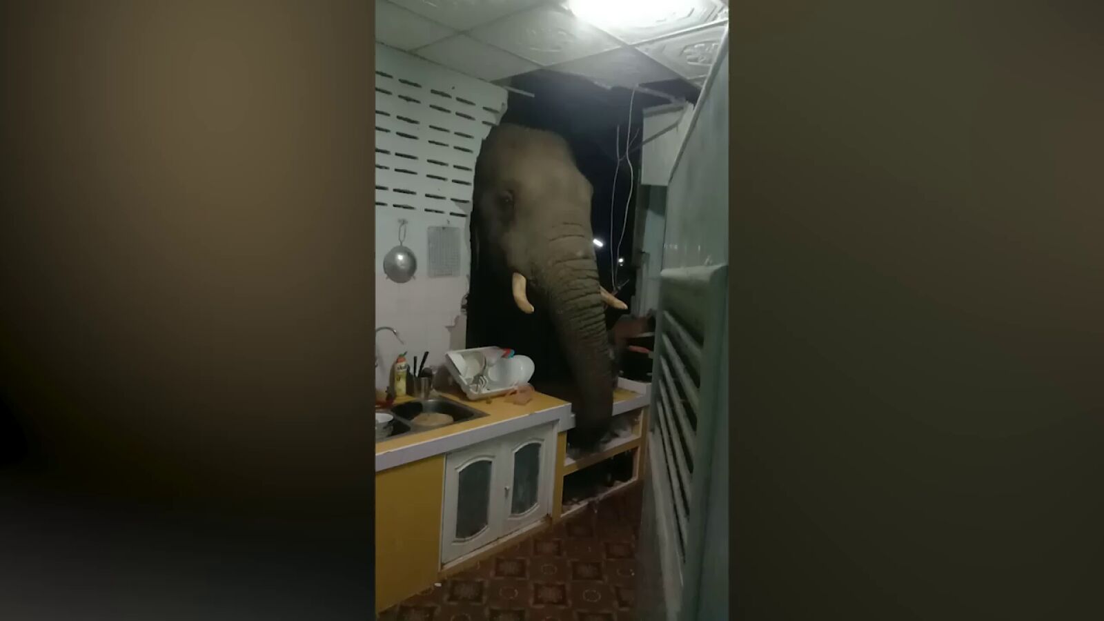 VÍDEO: Un elefante salvaje hambriento rompe la pared de una cocina con su cabeza para robar arroz