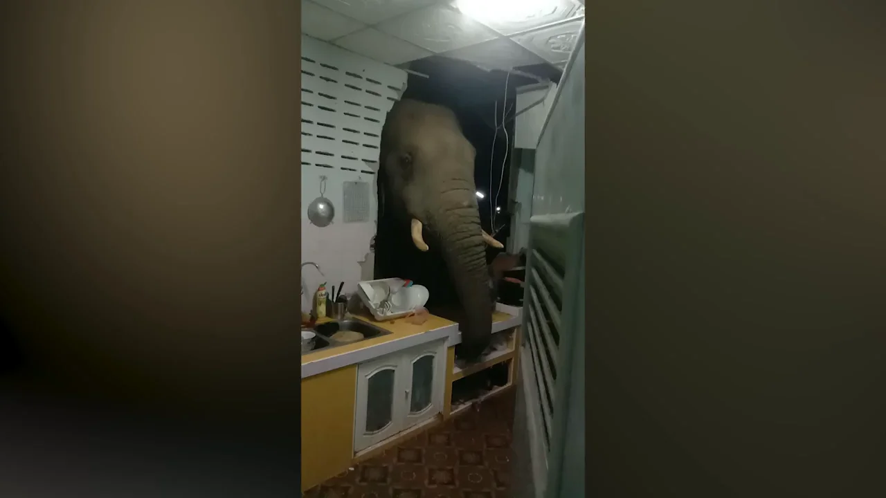 V&Iacute;DEO: Un elefante salvaje hambriento rompe la pared de un cocina con su cabeza para robar arroz