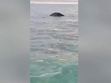 Una familia iba en barco cuando les sorprendió... ¡Un cocodrilo gigante!