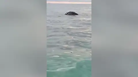 Una familia iba en barco cuando les sorprendió... ¡Un cocodrilo gigante! Una familia iba en barco cuando les sorprendió... ¡Un cocodrilo gigante!