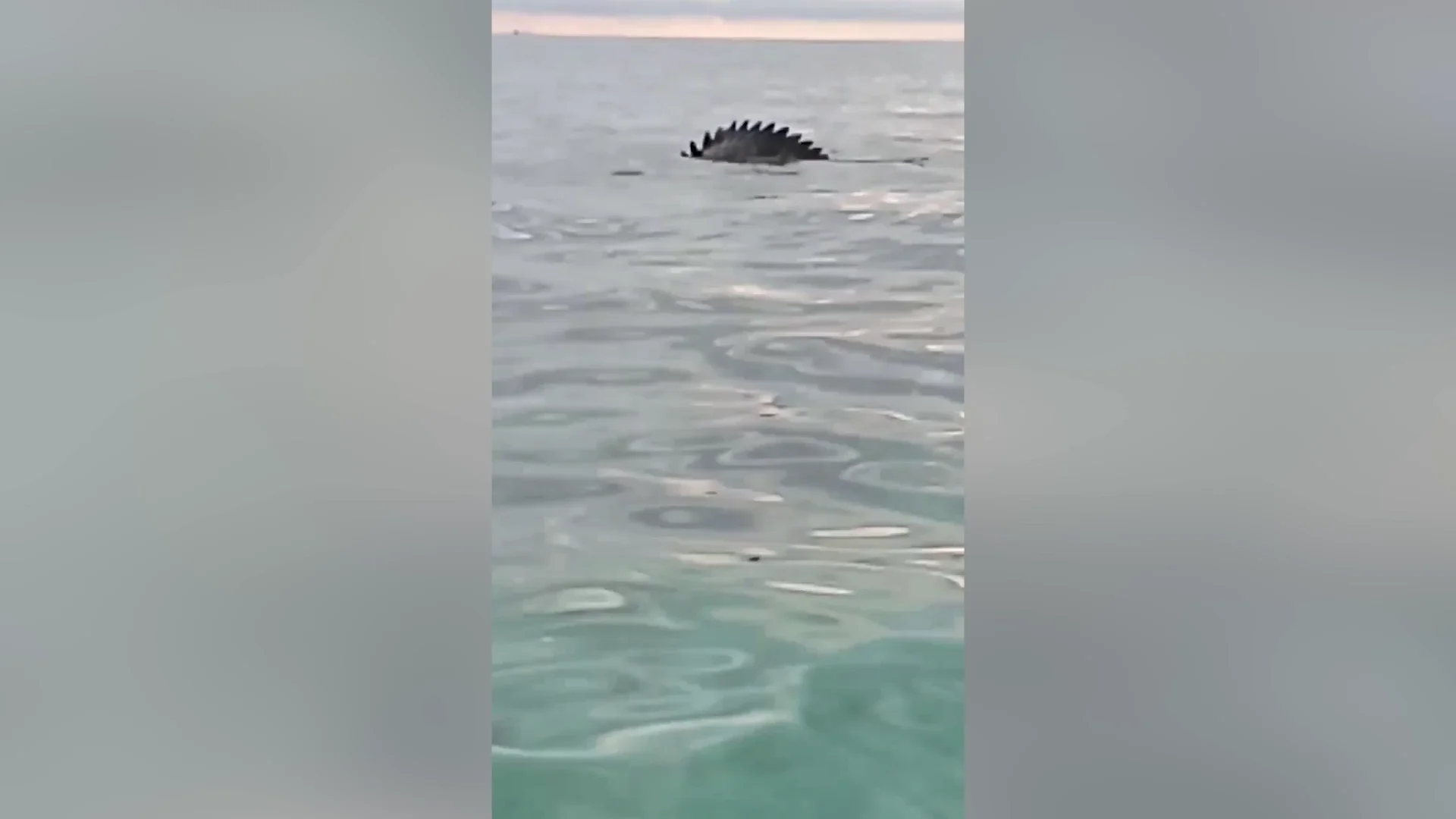Una familia iba en barco cuando les sorprendió... ¡Un cocodrilo gigante!