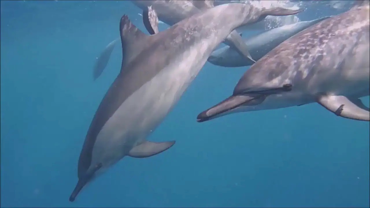 Docenas de delfines amistosos rodean a un nadador en Egipto